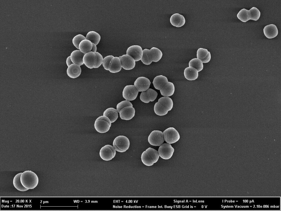 Enterokokkene ser ut som bitte små runde baller, og de er mellom en halv og en mikrometer i diameter. Til sammenlikning er et sandkorn omtrent 90 mikrometer, så det går rundt 140 bakterier med for å lage en ball som er like «stor» som et sandkorn.