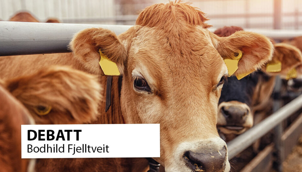 Skal man lykkes med utvikling i dyrevelferd må samfunnet også ha en plan for hvordan vi skal finansiere tiltakene, skriver innleggsforfatteren.