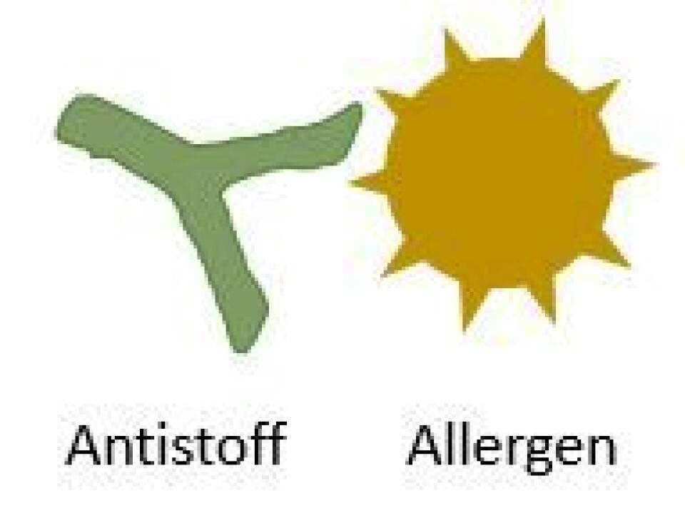 Hvis du har IgE-antistoff mot en matvare er du sensibilisert mot den matvaren. Men det er ikke sikkert du er allergisk.
