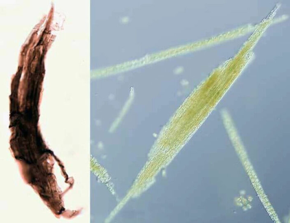 Mikrofossil av bakterielle filament fra Polytrichoides (venstre) og dens moderne analog, cyanobakterien Aphanizomenon (høyre).
