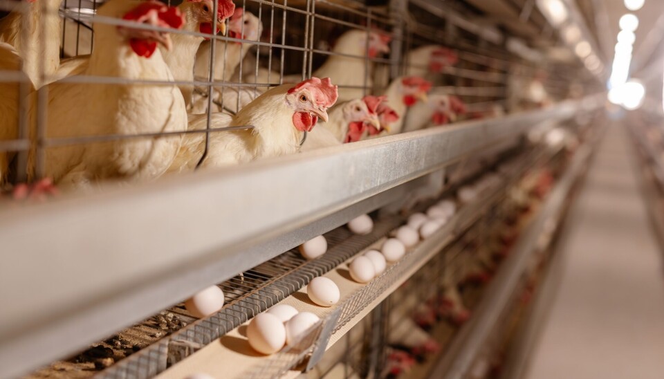 Dagens overkonsum av egg har mer med velstandssamfunnet vårt å gjøre, enn behovet for ernæring, ifølge ernæringsfysiolog Eilsabeth Gard.