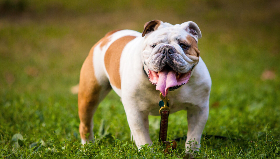 Engelsk bulldog er en rase med helseproblem og store, kontinuerlige pustevansker, skriver kronikkforfatterne.