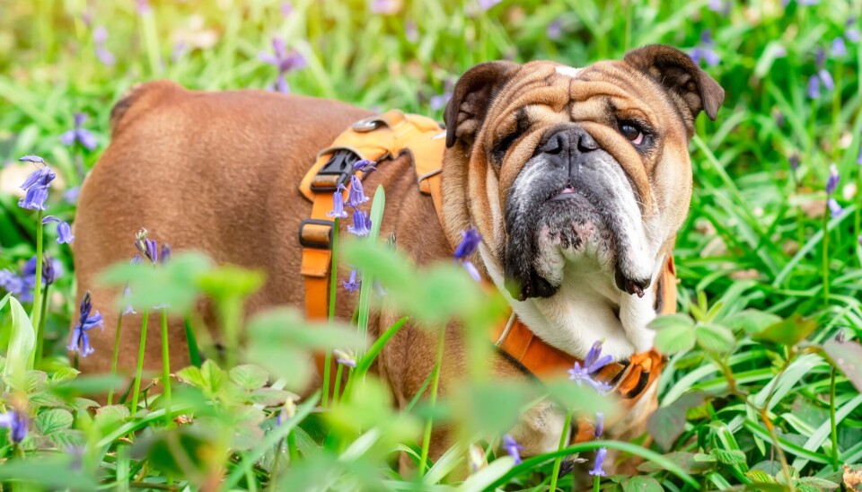 Svarer om avl på engelsk bulldog: Vangen og Brodin kommer med den feilaktige påstanden at usunne trekk skyldes rasestandarder og hundeutstillinger. Men under halvparten av hundene det avles på i Norge, har vært vist på en hundeutstilling. Så nei, utstillingene styrer ikke avlen, ifølge innleggsforfatterne.