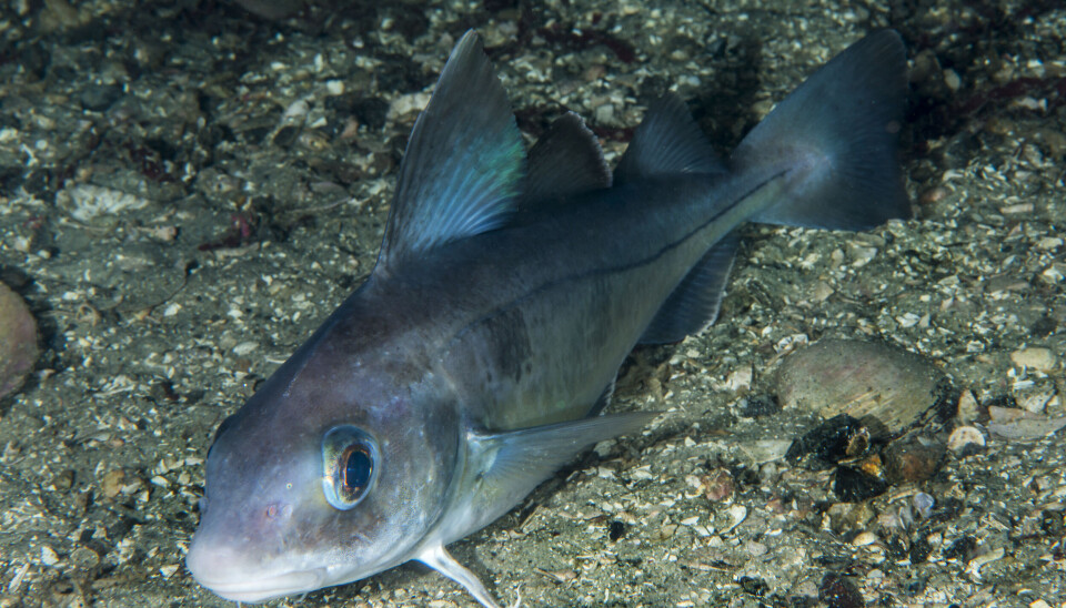 Når man undersøker fisk utsatt for oljeforurensning, oppdager man at de samme tjærestoffene som finnes hos mennesker påvirket av tobakksrøyk, også finnes i fisken. Hyse er en av artene hvor det er observert oljeforurensning.
