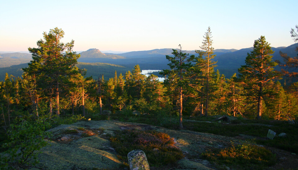 Naturskogen i Norge skal kartlegges. På bildet ser vi deler av naturskogen Trillemarka naturreservat, med Tekselhogget i bakgrunnen.