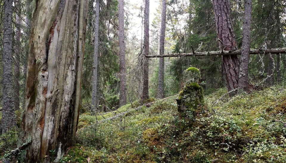 Skogsinteriør fra Flaaten naturreservat i Notodden kommune.