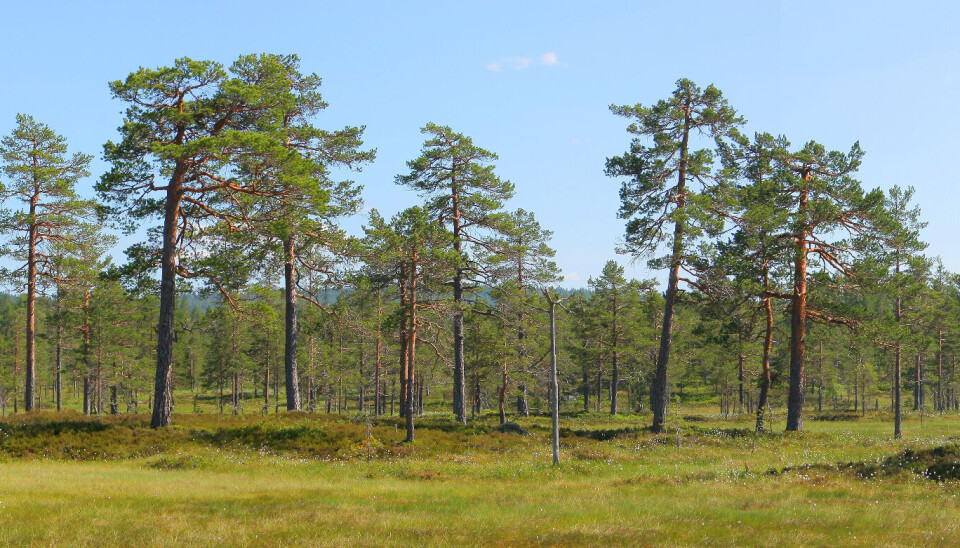 Gammel furumyrskog i Trillemarka naturreservat.