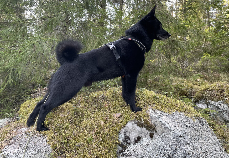 Norsk Elghund Sort er en nasjonalrase hvor vi har få muligheter til å innhente genmateriale fra andre land. Det er derfor viktig å bruke så mange dyr i avl som mulig, av hensyn til rasens genetiske variasjon. Hvis vi bruker for få individer i avl i dag, svekker vi rasens genetiske bærekraft på sikt, skriver innleggsforfatteren.