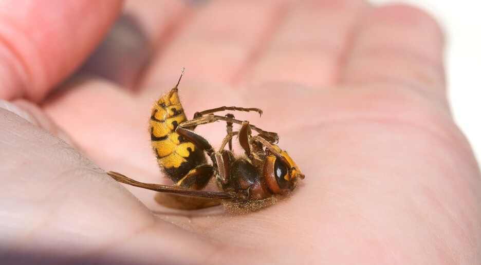 Insektenes død kan ikke avverges med «klimatiltak»