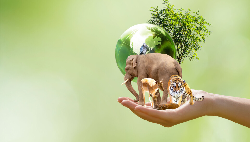 (Illustrasjon: Shutterstock / NTB)