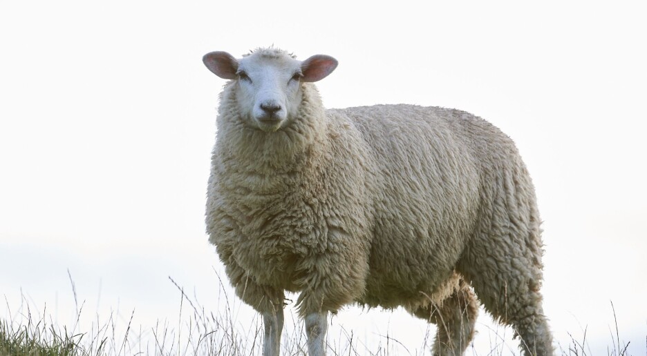 Antibiotika på avveie?