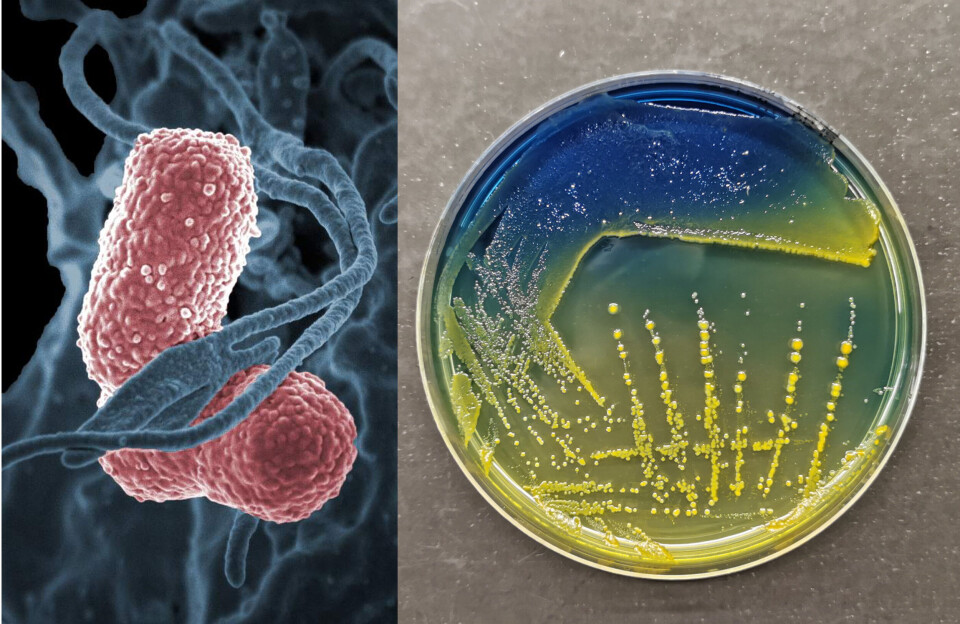 T.v er en forstørret fremstilling av én Klebsiella pneumoniae bakterie. T.h viser bakteriekolonier uten forstørring. Hver gule prikk representerer en koloni, som består av tusenvis av individuelle Klebsiella pneumoniae bakterier.