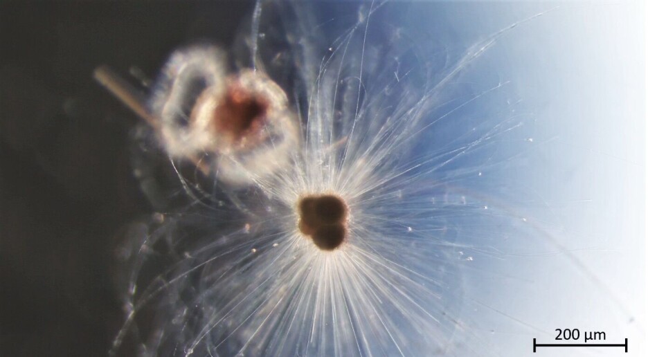 Ny studie av plankton kan endre vårt syn på fortidens klima
