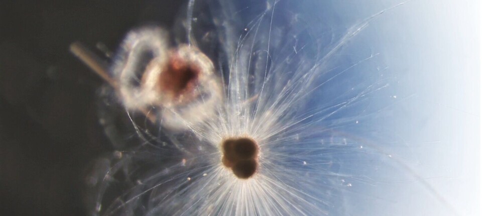 Ny studie av plankton kan endre vårt syn på fortidens klima