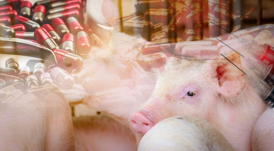 Kjemikere jobber iherdig med å ta knekken på antibiotikaresistensen