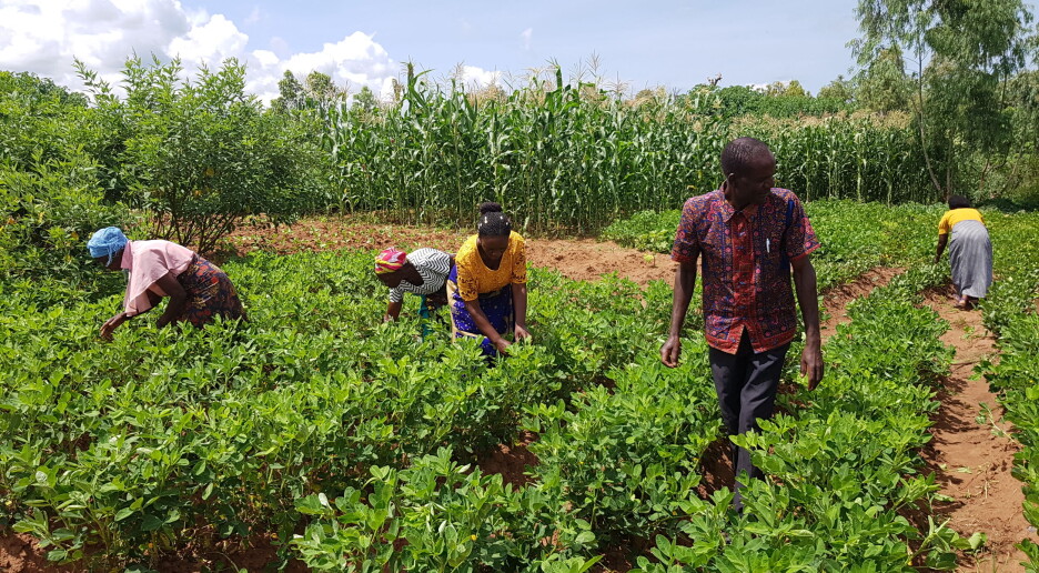 Lokale frøbanker kan være en nøkkel til matsikkerhet