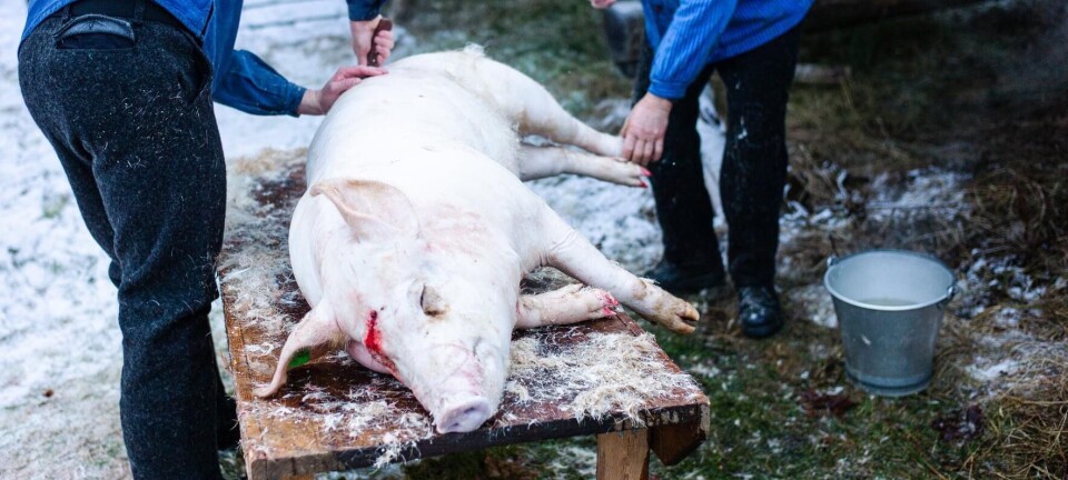 Rot og faktafeil i juleformidlinga