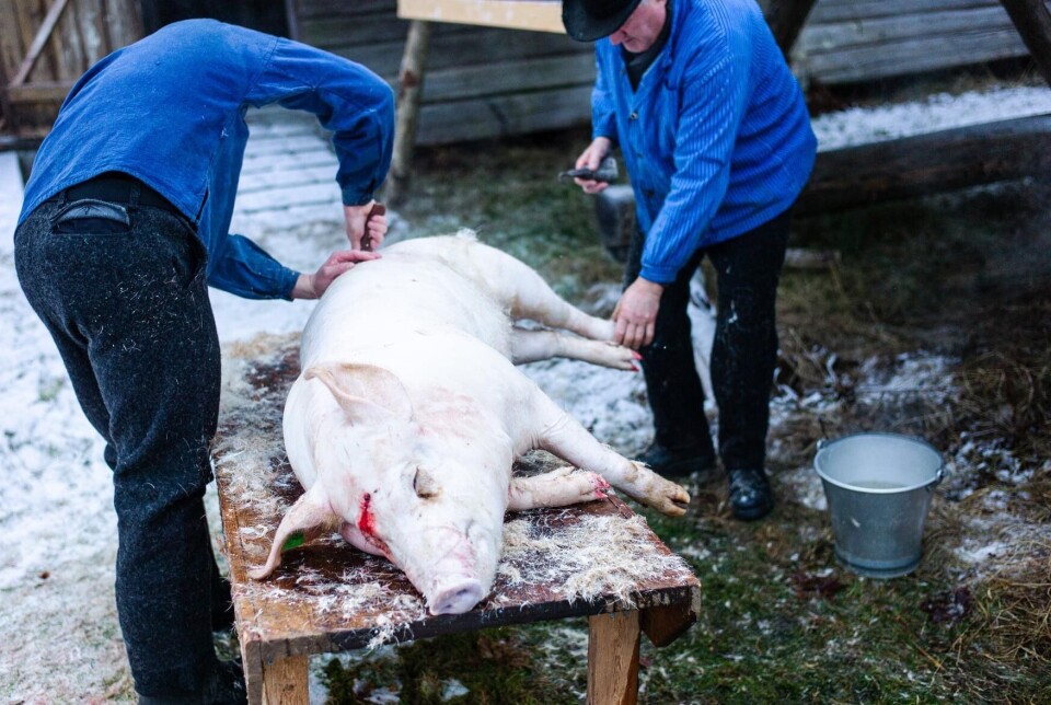 Julegrisen skulle slaktast så nær jul som mogleg. Frå «Jul i stuene» på Odalstunet.
