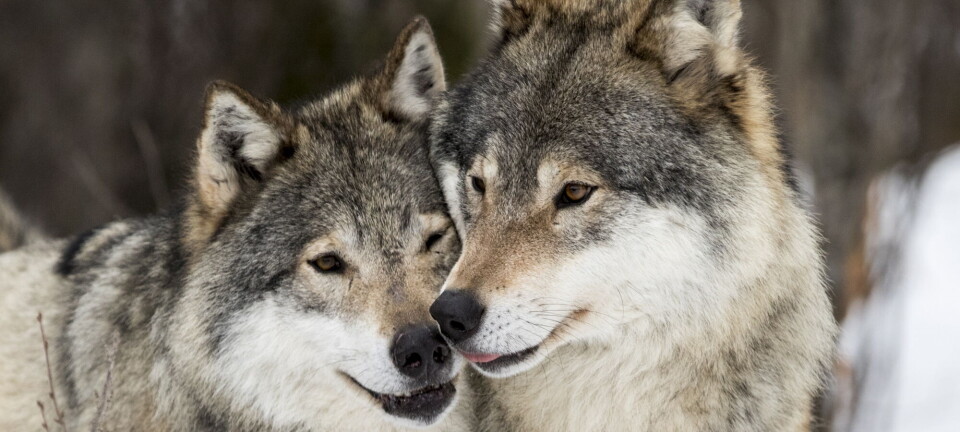 Motstand mot ulv er motstand mot naturen