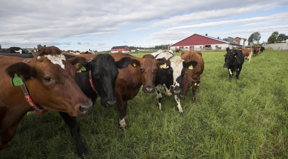 Norske husdyrs helse betyr mer for deg enn du tror