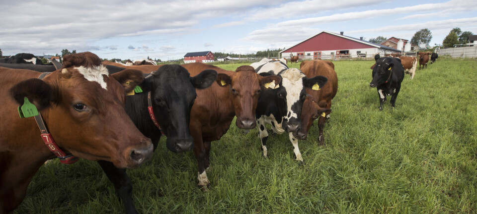 Norske husdyrs helse betyr mer for deg enn du tror