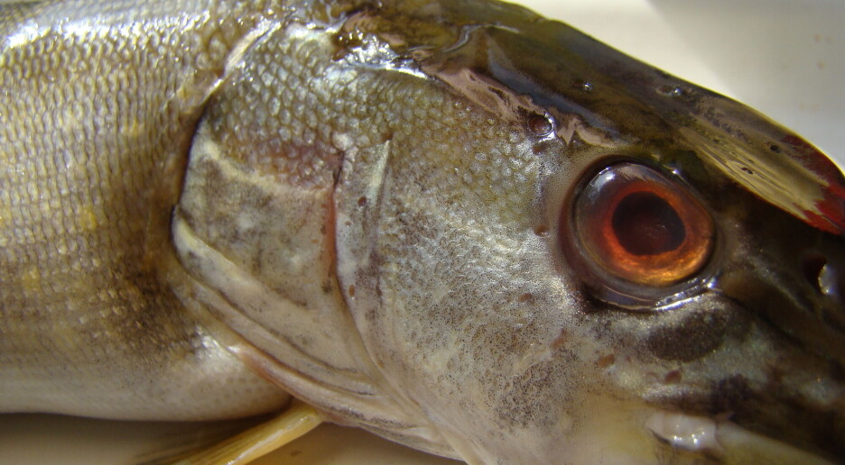 Vi vet ikke alltid hva slags fisk vi spiser