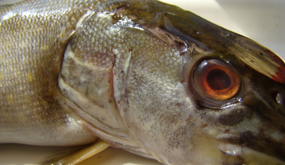 Vi vet ikke alltid hva slags fisk vi spiser