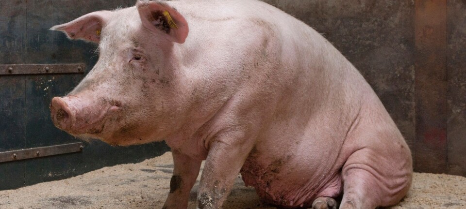 Slaktegrisen må få minst 50 prosent mer plass