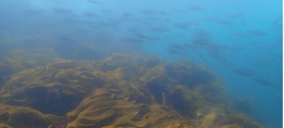 Økning av lurv langs norskekysten er en trussel mot økosystemene