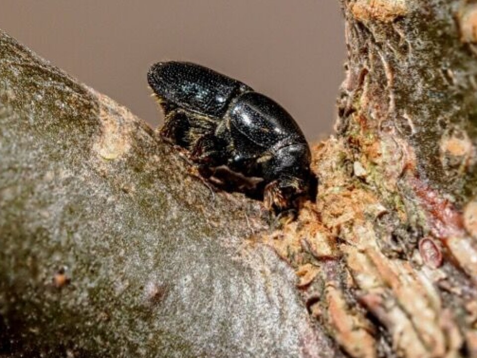 Liten almesplintborer (Scolytus laevis) i ferd med å gjøre næringsgnag i grenvinkler til friske almetrær.