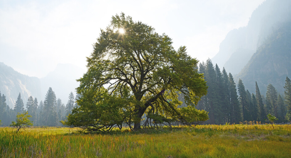 Slik sprer almesyken seg, nå er forskerne bekymret