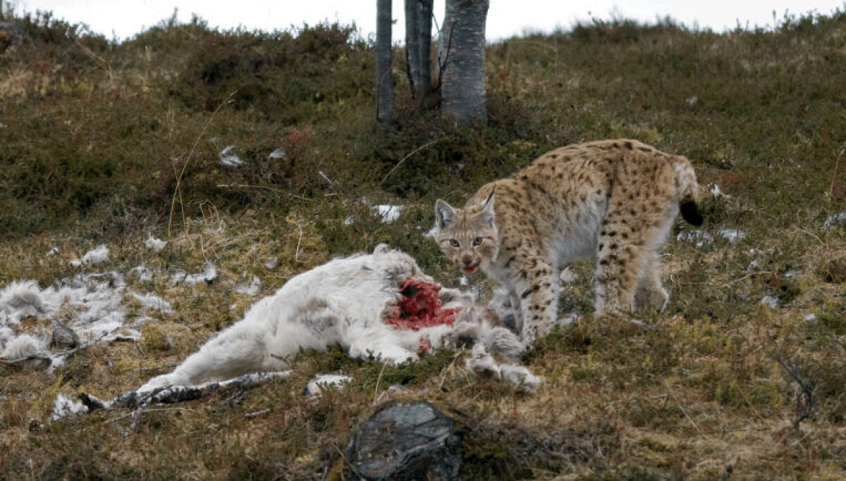 Rovdyr er ikke den eneste grunnen til at rein går tapt