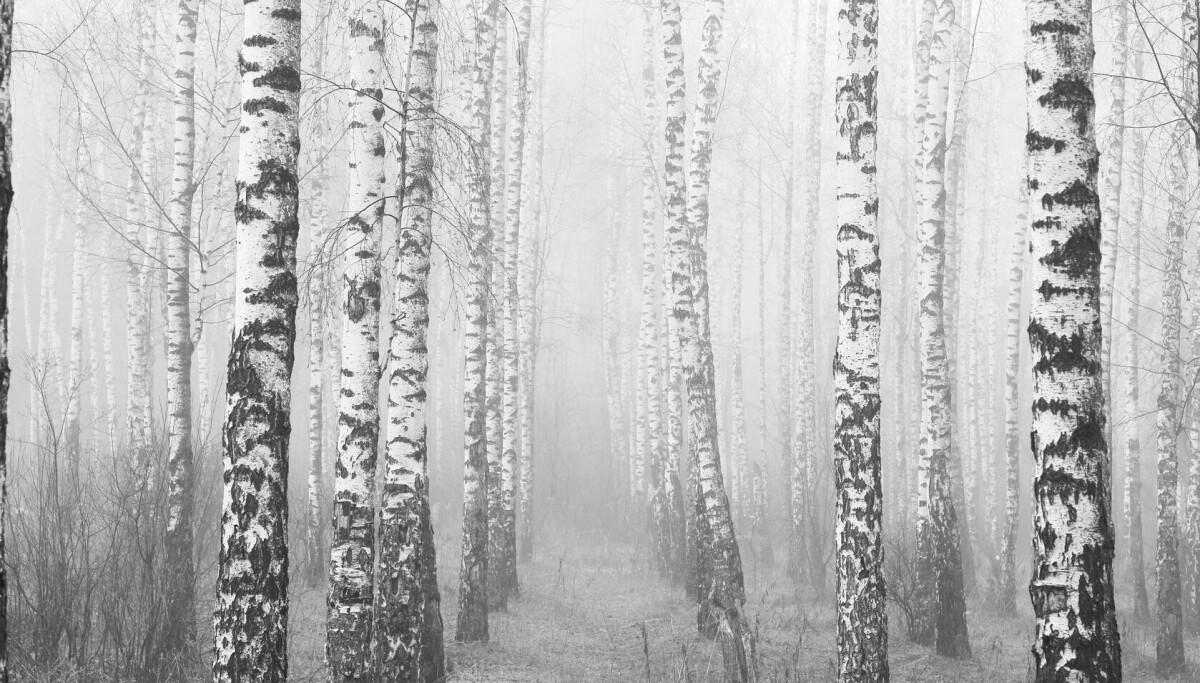 En bjørk er mer i slekt med en agurk enn med et grantre