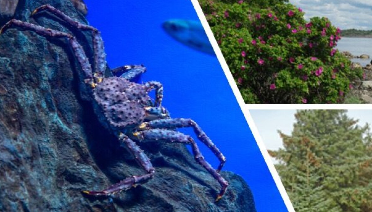 Dette har kongekrabbe, rynkerose og sitkagran til felles