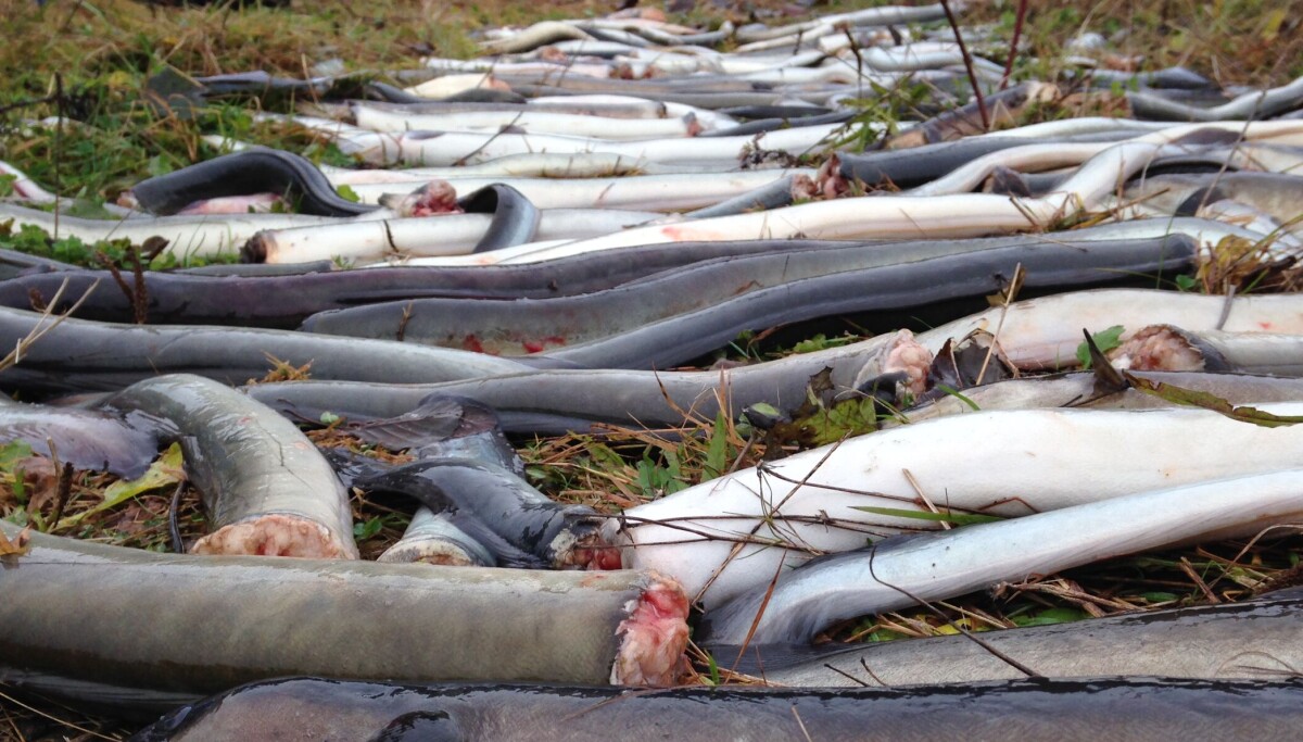 Ålens lange reise og kampen mot de dødelige vannkraftturbinene