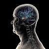 Profil av hode med gjennomsiktig hjerne der amygdala er markert som en liten, oransje flekk.