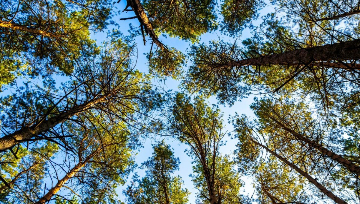 «Hoppende gener» kan være hemmeligheten bak bartrærnes suksess i evolusjonen