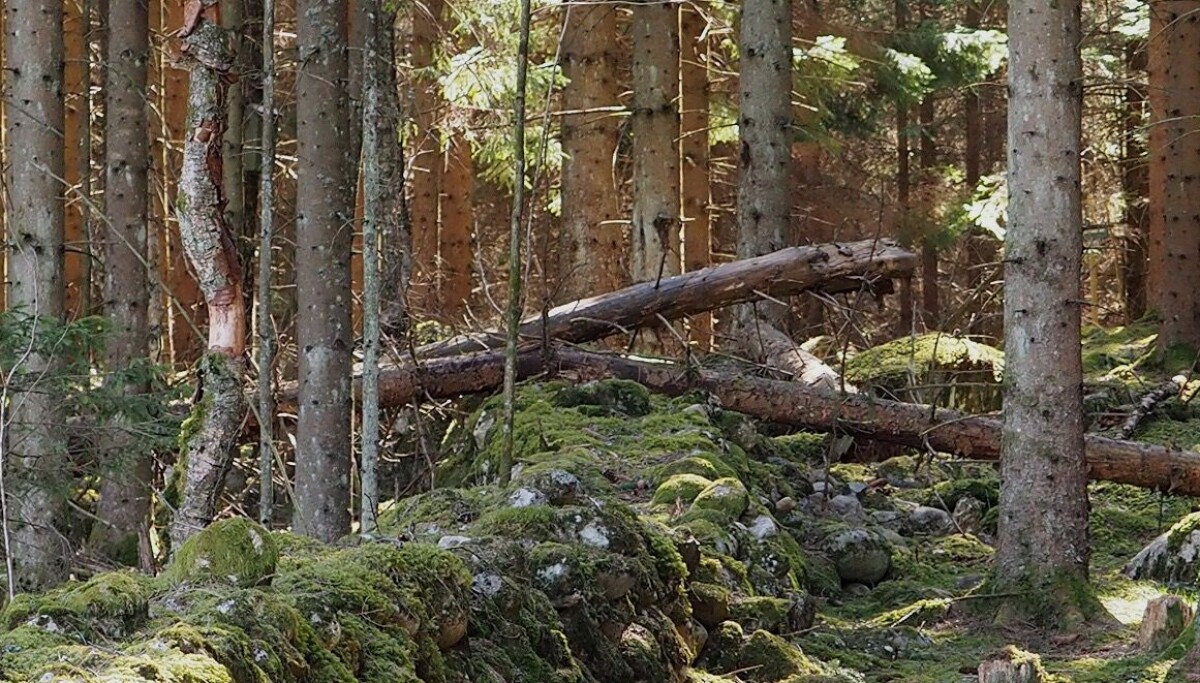 Slik kan vi følge bedre med på de nordiske skogene