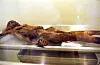 Mumien Ötzi ligger utstrakt i en glassmonter.