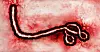 Mikroskopbilde av ebolavirus som ser ut som en lang tråd