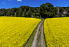 Gule rapsblomster på begge sider av en grusvei i Østre Gausdal under blå himmel.