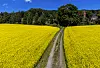 Gule rapsblomster på begge sider av en grusvei i Østre Gausdal under blå himmel.