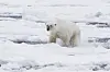 Isbjørn som går gjennom smeltevann på et snødekt isområde ved Svalbard.