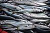 Nærbilde av mange sølvfargede makreller lagt tett sammen etter fangst.