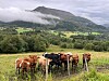 Kyr beiter på et grønt jorde foran skogkledde åser og et fjell med tåke.