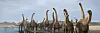 3D-rendering av en Titanosaur-flokk ved vannkanten i et forhistorisk landskap.