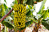 Stor bananklase som henger blant frodige blader på en solrik bananplantasje.